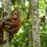 Tim Konservasi Cari Orangutan yang 