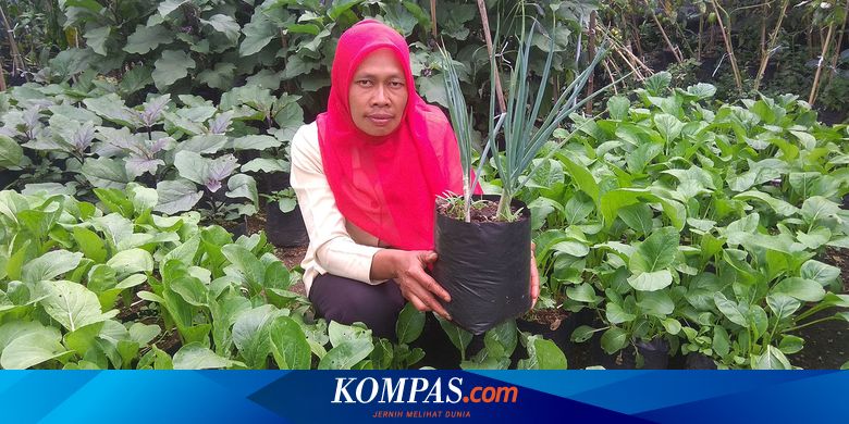 Tanam Sayur di Pekarangan Selama Pandemi, Ibu-ibu Ini Raup Belasan Juta Rupiah