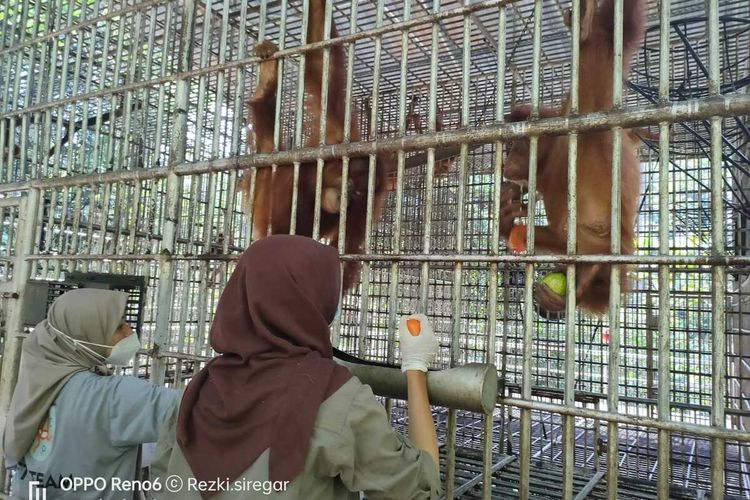 Sebanyak 5 orangutan sumatera (Pongo abelii) bernama ipin, tesi, deka, dupa dan marelan diangkut selama 36 jam melalui jalur darat dari Pusat Karantina Orangutan Sumatera (PKOS) Batu Mbelin, Sibolangit, Deli Serdang, ke Stasiun Reintroduksi Orangutan Bukit Tigapuluh, Jambi untuk dilepasliarkan.