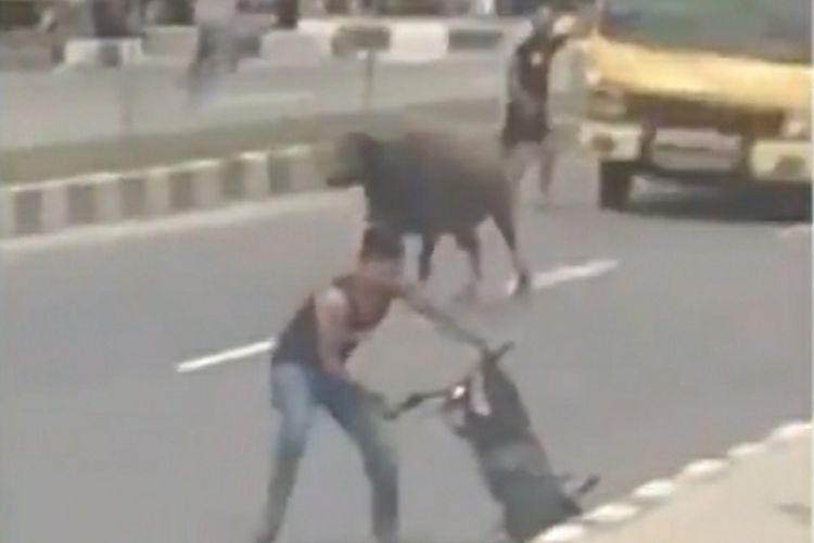 Tangkapan layar video viral seekor kerbau saat mengejar seorang pengendara sepeda motor di Jalan Prof M Yamin, Kota Bangkinang, Kabupaten Kampar, Riau, Minggu (20/12/2020).