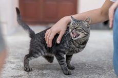 6 Tanda Kucing Marah pada Anda