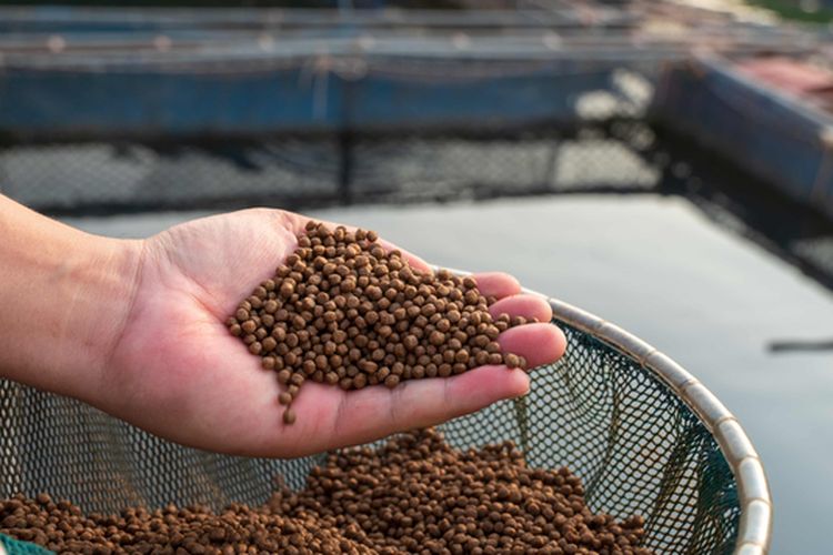 Ilustrasi pelet ikan, pakan ikan.