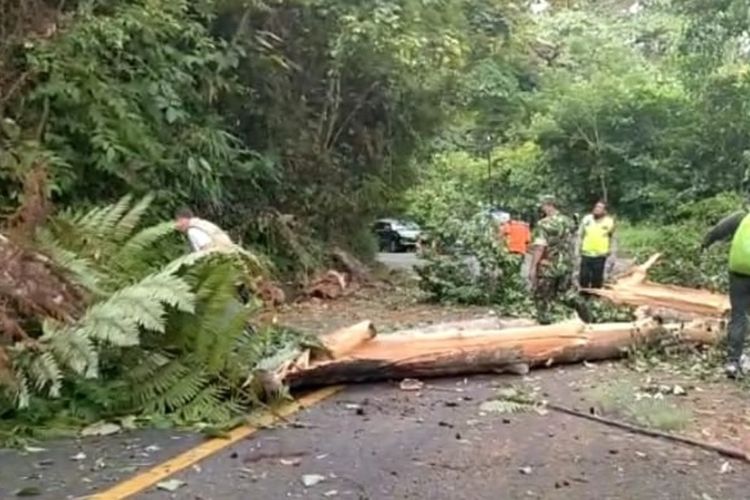 Pemprov Bengkulu bersama Balai Pelaksanaan Jalan Nasional (BPJN) Wilayah Bengkulu dan unsur Forkopimda mengambil langkah taktis mengantisipasi terjadinya kembali kecelakaan akibat pohon tumbang di jalan Lintas Taba Penanjung - Kepahiang.