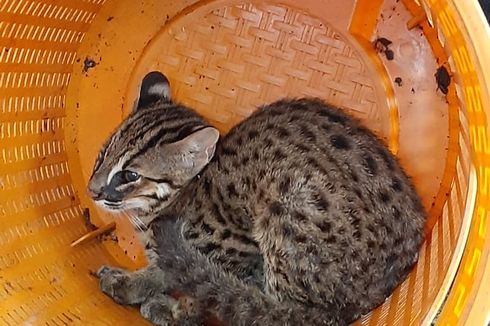 Temukan Seekor Kucing Hutan di Halaman Rumah, Wakil Ketua DPRD Jember Serahkan ke BKSDA