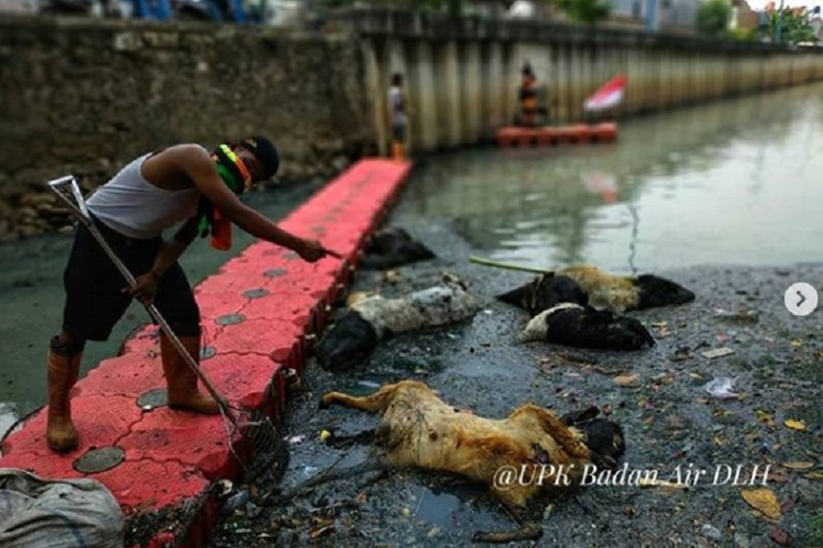 Akun Instagram Badan Air DKI @upkbadanairdlhdki beberapa waktu lalu mengunggah temuan pasukan oranye berupa kasur hingga alat-alat elektronik, bahkan bankai kambing di sungai.
