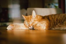 Waspada, Kenali Gejala dan Penyebab Heatsroke pada Kucing