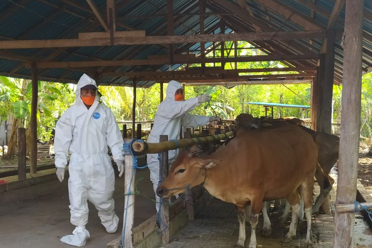 Tukang jagal dengan alat pelindung diri (APD) saat akan menyembelih sapi yang terinfeksi PMK di Buleleng.