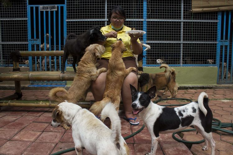 Anjing-anjing terdampak banjir yang melanda Jabodetabek ditampung di House of Blessing Parung, Bogor, Jawa Barat, Sabtu (11/1/2020). Sebanyak 160 anjing yang berhasil dievakusi dari bencana banjir diberikan perawatan khusus oleh kelompok Animal Lover Bersatu.