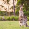 Mirip Hewan Peliharaan, Kanguru Juga Bisa Berkomunikasi dengan Manusia