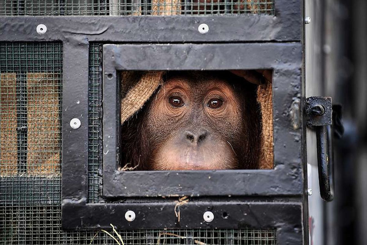 Two critically endangered Sumatran orangutans are brought back to Indonesia by air from Suvarnabhumi Airport, Bangkok on Thursday, December 17, 2020. 