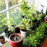6 Tips agar Tanaman Hias Tetap Sehat