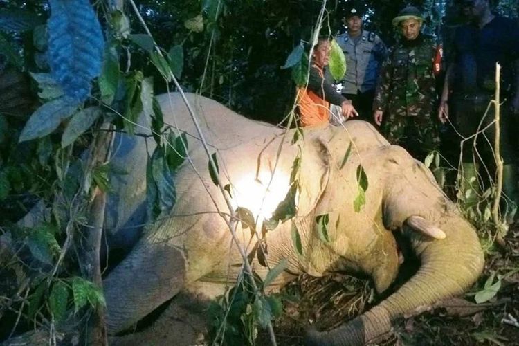 Bangkai gajah ditemukan mati di Desa Alur Pinang, Kecamatan Peunaron, Kabupaten Aceh Timur, Rabu (27/8/2025).