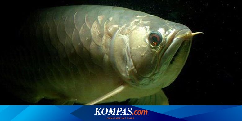 PT Salmah Arwana Riau Terkait Testimoni Susno?