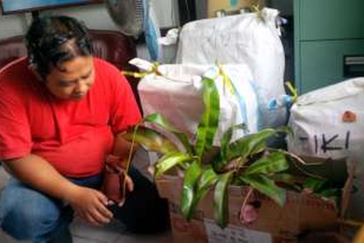 Barang bukti kantung semar yang diamankan di Kantor BKSDA Kalimantan Barat (7/3/2016)