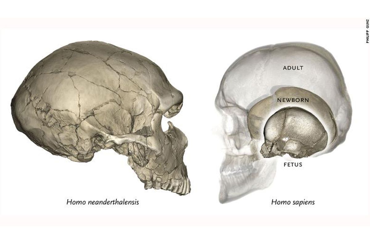 Kiri tengkorak Neanderthal, kanan tengkorak manusia modern