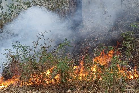 27 Hektar Lahan di Hutan Lindung Egon Ilinmedo Sikka Terbakar