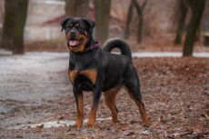 10 Ras Anjing yang Mirip Rottweiler, Penampilan dan Sifatnya Serupa