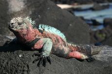5 Fakta Iguana Laut, Satu-satunya Kadal di Dunia yang Hidup di Laut
