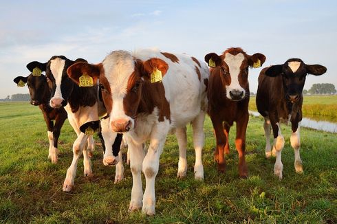 AS Deteksi Kasus Penyakit Sapi Gila Tak Biasa