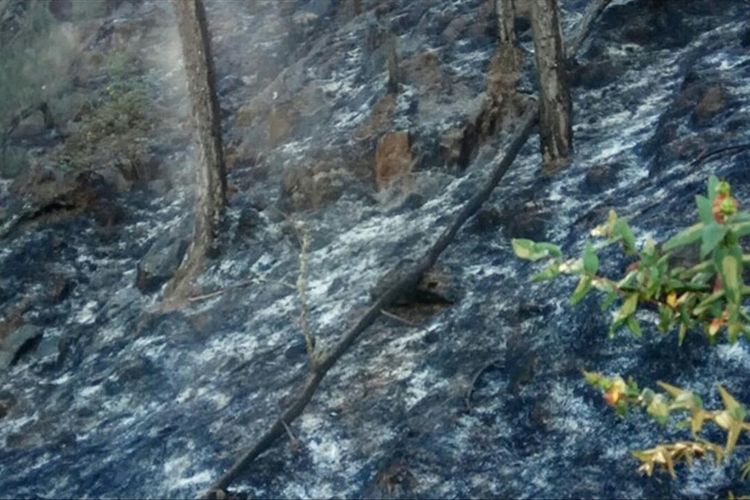 Bekas kebakaran hutan di Gunung Arjuno, Jawa Timur, Senin (29/7/2019)