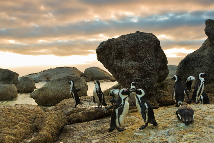 Ilustrasi Penguin Afrika