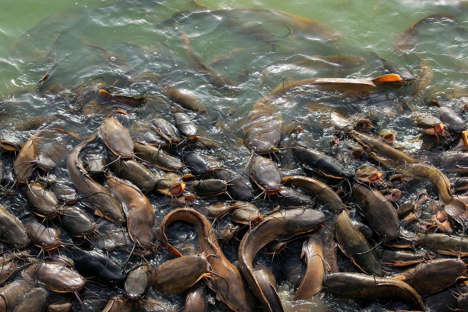 [KLARIFIKASI] Foto Hujan Ikan Terjadi di Jalanan China, Bukan Iran