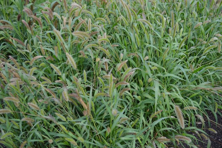 Ilustrasi rumput setaria.