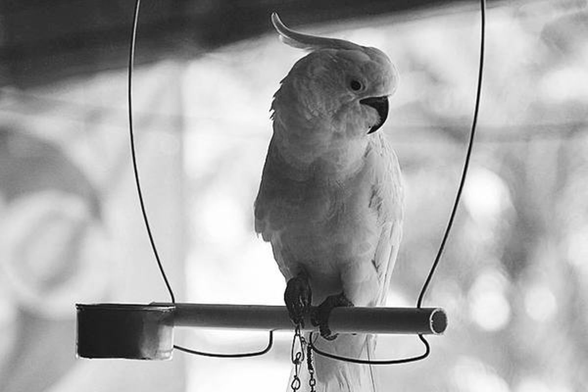 Perdagangan burung kakatua jambul kuning dari Pulau Seram dan Kepulauan Tanimbar, Provinsi Maluku, masih marak. Burung kakatua yang dilindungi undang-undang ini dijual sekitar Rp 500.000 per ekor di pasar burung di Ambon dan Dobo. Pengawasan terhadap perburuan dan perdagangan satwa dilindungi di Maluku masih lemah.