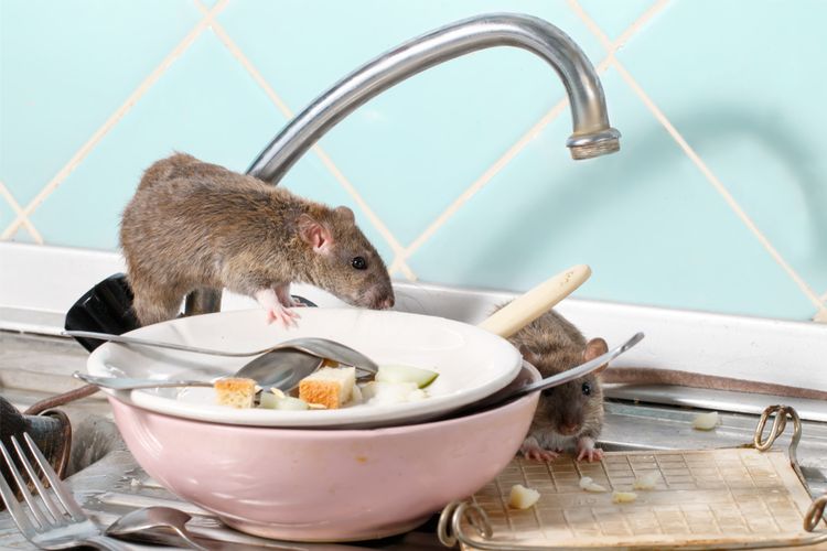 Ilustrasi tikus di dapur.