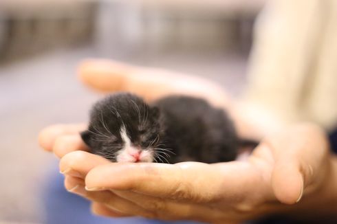 Cara Mengurus Bayi Kucing yang Ditinggalkan Induknya