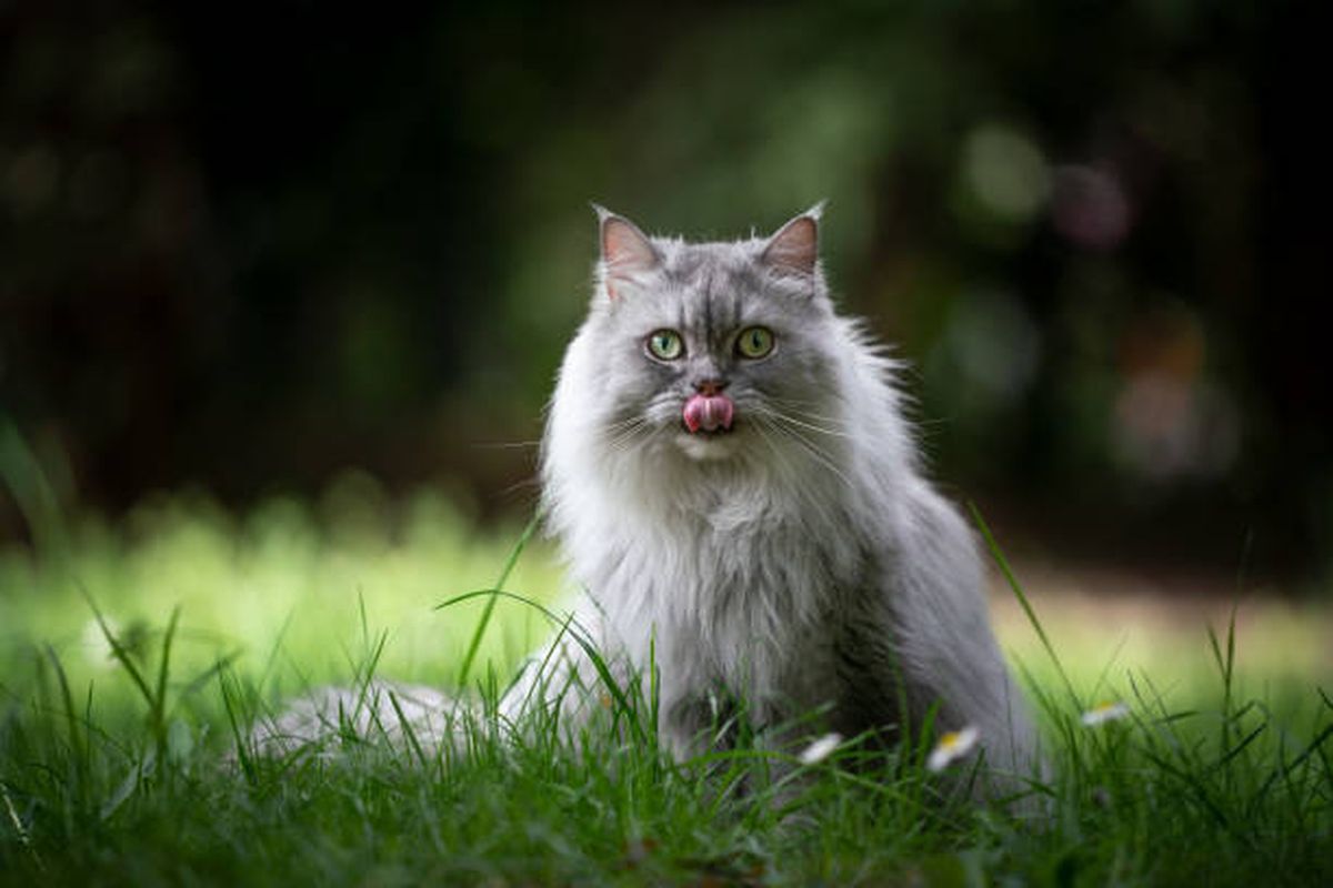 ilustrasi kucing British longhair.