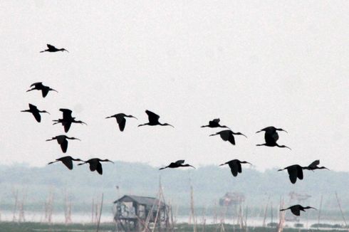 Musim Dingin di Australia, Ibis Rokoroko Migrasi di Danau Limboto