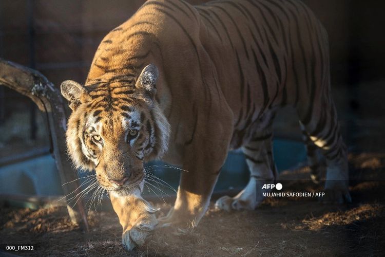 Ilustrasi harimau bengal.