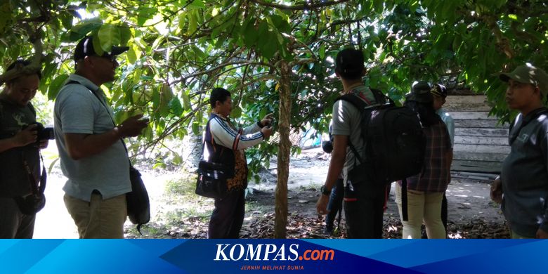 Tarik Wisatawan Pemkab Kotawaringin Barat Kembangkan Agrowisata