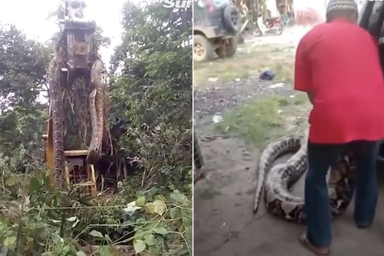 Tangkapan layar dari video penemuan ular raksasa yang hampir sebesar alat berat dan panjangnya 3 meter di Dominika, Kepulauan Karibia.