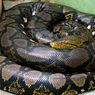 9 Fakta Menarik Ular Piton, Tidak Berbisa tapi Mematikan