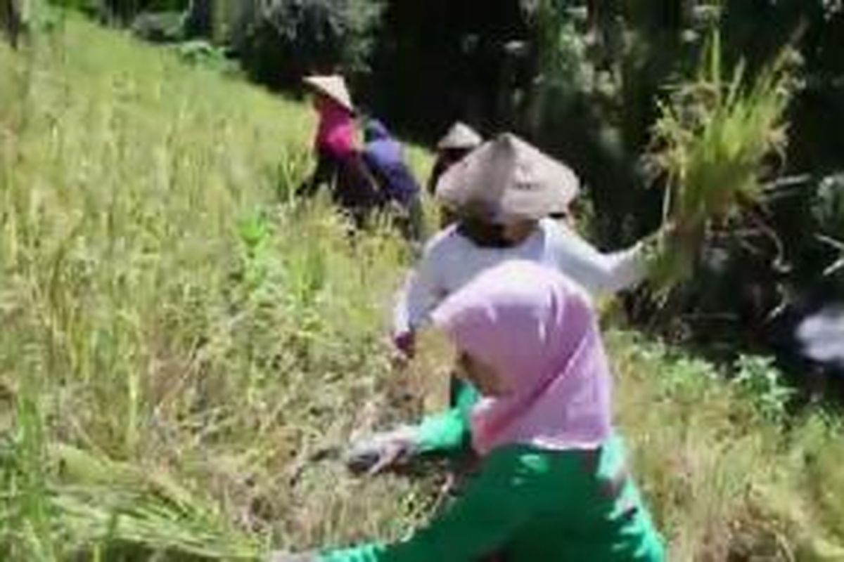 Dari atas bukit, ibu-ibu pemanen padi di Sumbawa, Nusa Tenggara Barat, mendaraskan kidung hingga terdengar ke bawah. Tangan-tangan mereka yang cekatan memegang arit mengunduh bulir-bulir “beaq ganggas” sembari bernyanyi. Pada tanah-tanah subur berbukit itulah, lelaki-perempuan Sumbawa menyemai ketahanan pangannya.