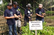 Tekan Emisi Karbon, Aksi Kolaboratif Restorasi Mangrove di Jakarta Perlu Dilakukan