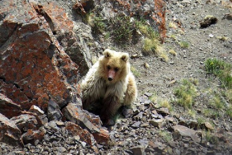 Beruang sailugem yang ditemukan para wisatawan di Pegunungan Altai, Rusia.