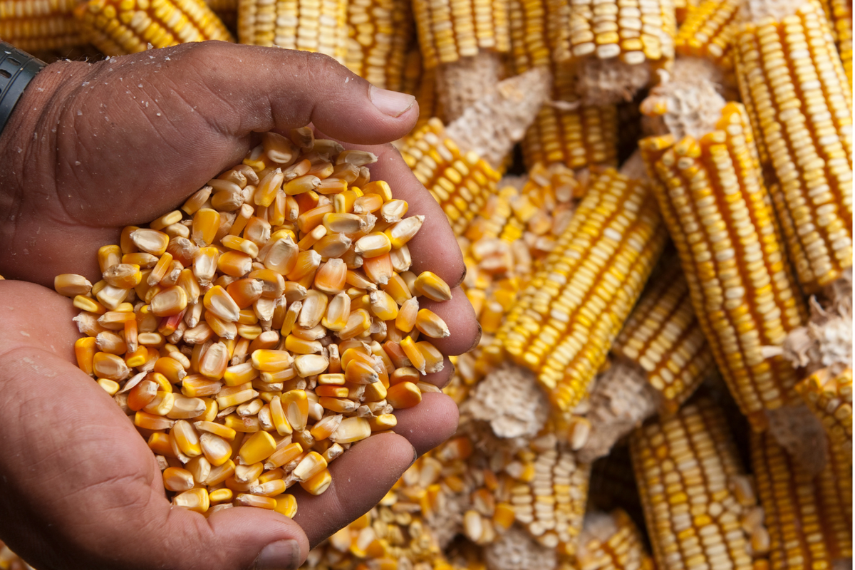 ilustrasi jagung. Komoditas jagung pakan peternak di Sulsel dijual dengan harga Rp 5.651 per kilogram, sedangkan harga kedelai impor berada di angka Rp 10.577 per kilogram.