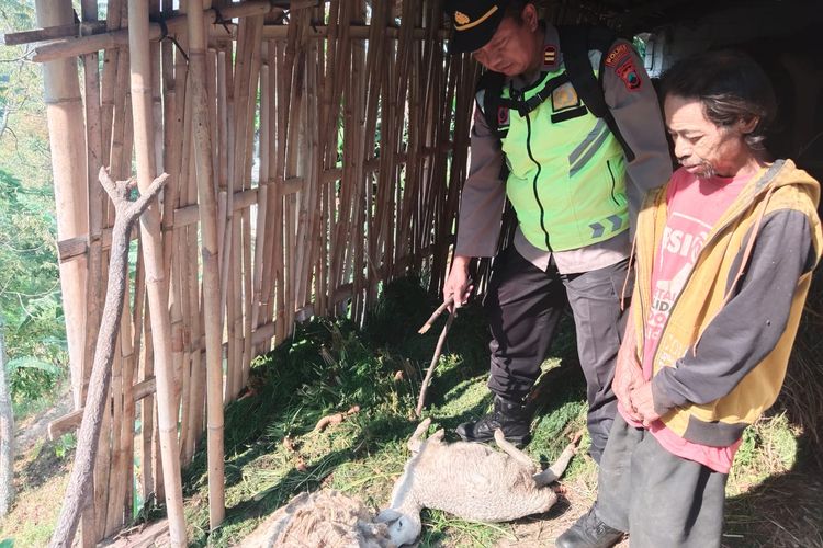 Empat Kambing Milik Warga Tawangmangu Karanganyar Mati dan Satu Ekor Hilang Diduga Dimangsa Macan