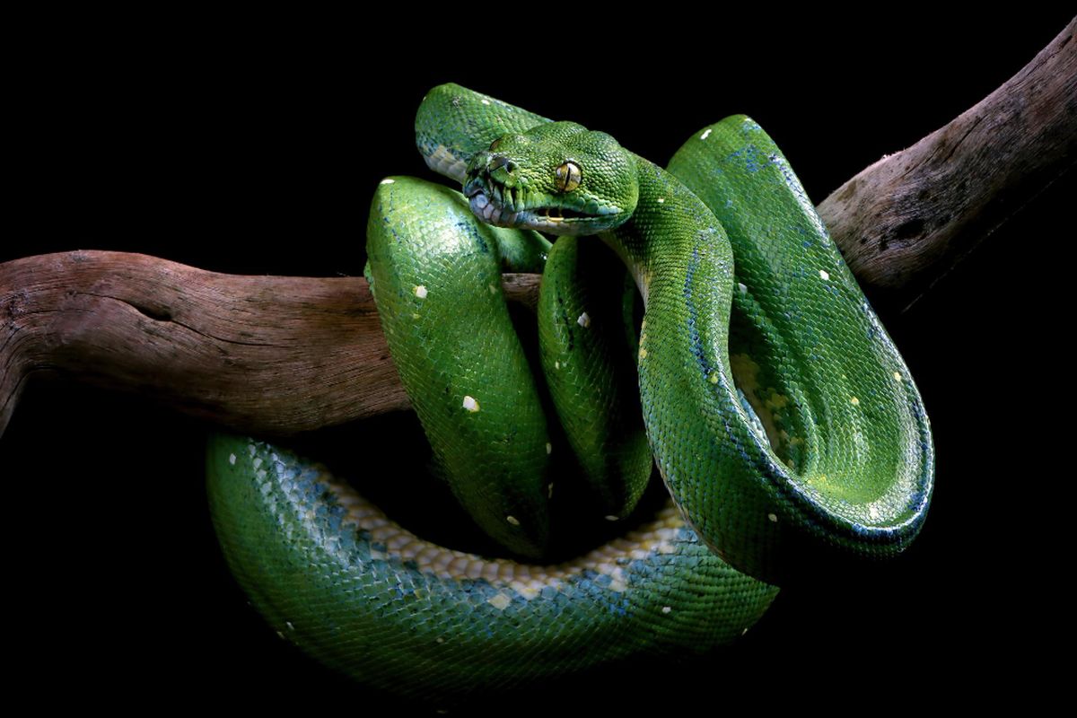 Ilustrasi ular piton.