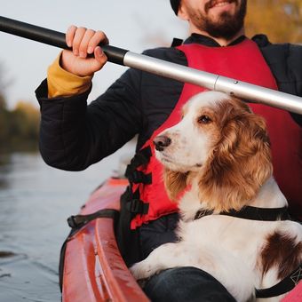 Ilustrasi anjing naik kapal atau perahu.