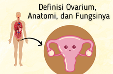 Definisi Ovarium, Anatomi, dan Fungsinya