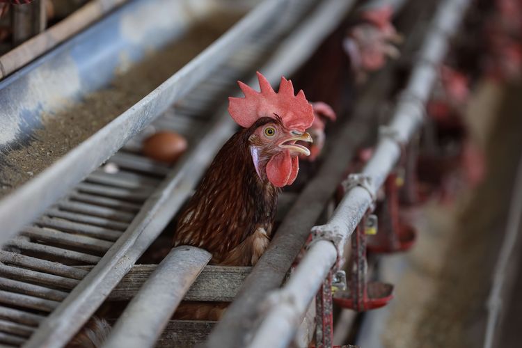 Ayam petelur di peternakan di kawasan Cibinong, Kabupaten Bogor, Selasa (23/8/2022). Dalam dua pekan ini harga telur terus mengalami kenaikan harga. Ditingkat peternak harga telur dijual Rp 28.500 per kilogram. Sedangkan di pedagang harga telur mencapai Rp 31.000 per kilogram.