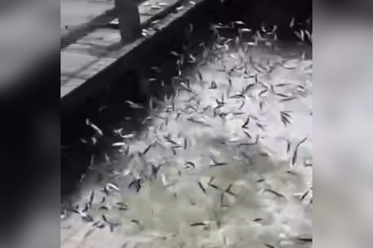 Ribuan ikan melompat-lompat di dermaga sekitar perairan Pulau Bidadari, Kepulauan Seribu pada Selasa (20/12/2022). Para warga tampak memunguti ikan kecil yang terdampar itu. 