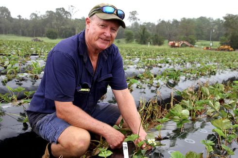 Dibuka Lowongan Jadi Petani Stroberi di Australia, Berhadiah Rp 1 Miliar