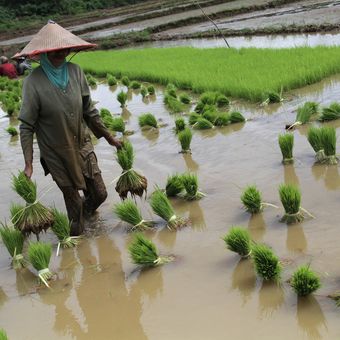 Petani mengangkat bibit padi usai dicabut dari menyemaian di areal persawahan Palangga Selatan, Kabupaten Konawe Selatan, Sulawesi Tenggara, Kamis (30/6/2022). Petani di daerah itu masih mempertahankan metode menanam padi dengan sistem tanam batang padi sebab lebih menguntungkan untuk mendapatkan panen melimbah ketimbang dengan sistem tanam benih langsung. ANTARA FOTO/Jojon/hp. 