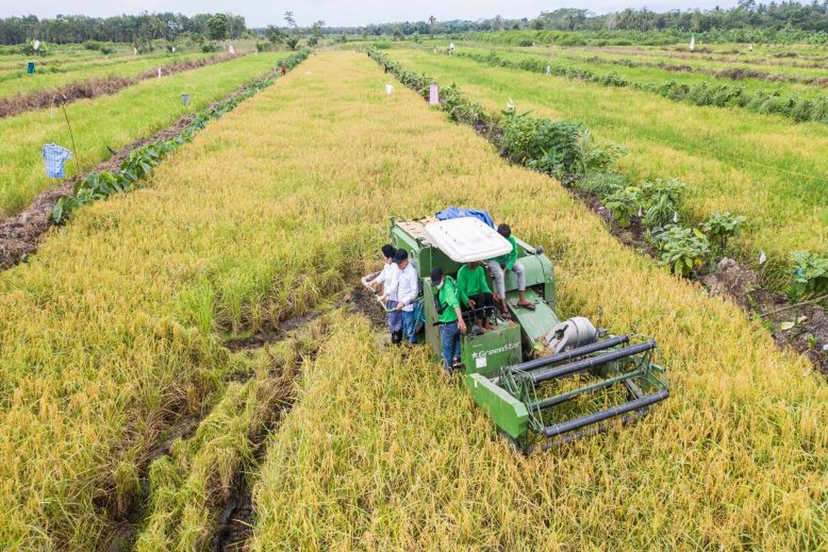 Program ekstensifikasi Kementerian Pertanian di Kabupaten Kapuas, Kalimantan Tengah, sulap lahan tidur sukses panen.