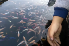Penderita DBD di Kediri Tinggi, Permintaan Ikan Cupang Meningkat